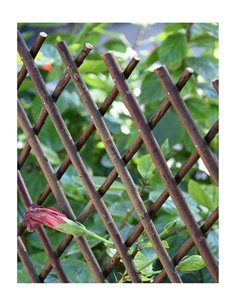 Celosia de Mimbre Natural | Extensible con y sin Hojas| Decorativo| Seleccione Medida