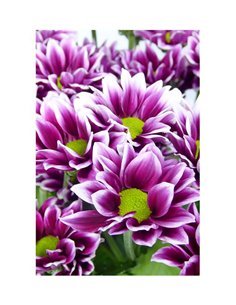 Margarita Crisantemo | Crisantemo Arlequin | Ramo de 5 tallos | 70cm de alto