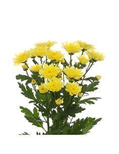 Margarita Crisantemo | Crisantemo Euro | Ramo de 5 tallos | 70cm de alto