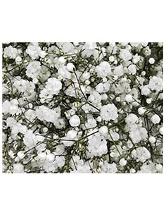 Paniculata | Ramo de 25 tallos | Blanco | 80cm de alto