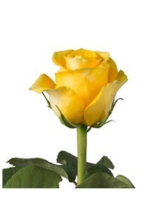 Rosas Variadas | Ramo de 25 tallos | 60cm de alto