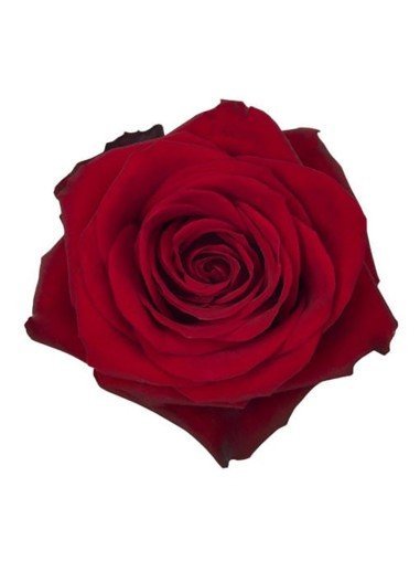 Rosas Variadas | Flor Natural | Ramo de 12...