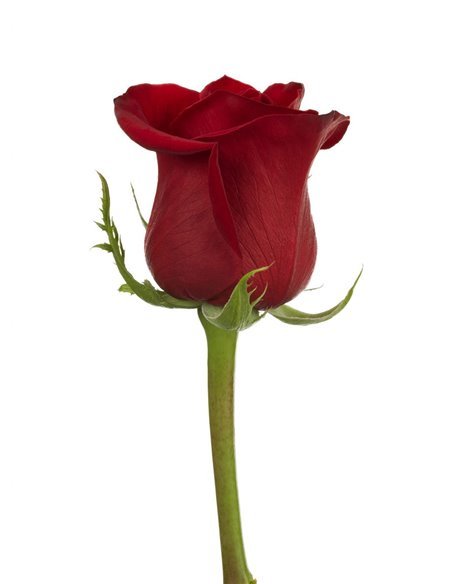 Rosas Variadas | Ramo de 25 tallos | 60cm de alto Rosas Variadas | Ramo de 25 tallos | 60cm de alto