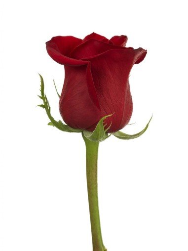 Rosas Variadas | Flor Natural | Ramo de 12...