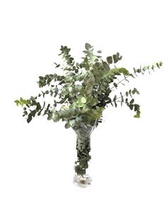 Eucaliptus Cinerea | Flor Natural | Ramo de 5 tallos | Verde | 70cm de alto