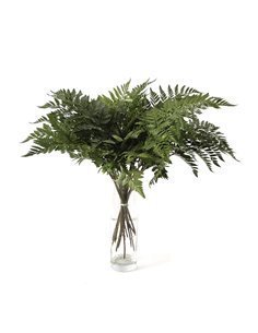 Helecho de Cuero | Flor Natural | Ramo de 20 tallos | Verde | 60cm de alto