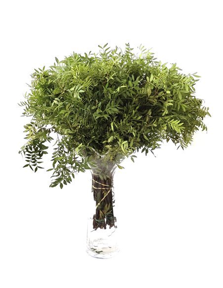 Lentisco | Flor Natural | Ramo de 50 tallos | Verde | 60cm de alto Lentisco | Flor Natural | Ramo de 50 tallos | Verde | 60cm de alto