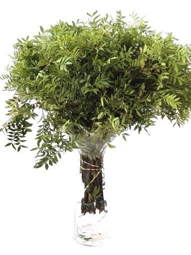 Lentisco | Flor Natural | Ramo de 50 tallos |...