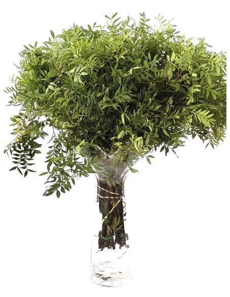 Lentisco | Flor Natural | Ramo de 50 tallos | Verde | 60cm de alto Lentisco | Flor Natural | Ramo de 50 tallos | Verde | 60cm de alto
