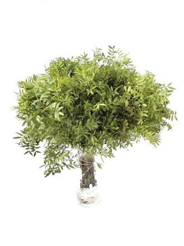 Lentisco | Flor Natural | Ramo de 50 tallos |...