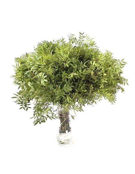 Lentisco | Flor Natural | Ramo de 50 tallos | Verde | 60cm de alto Lentisco | Flor Natural | Ramo de 50 tallos | Verde | 60cm de alto