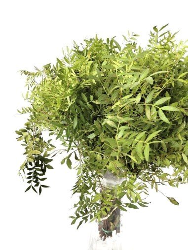Lentisco | Flor Natural | Ramo de 50 tallos |...