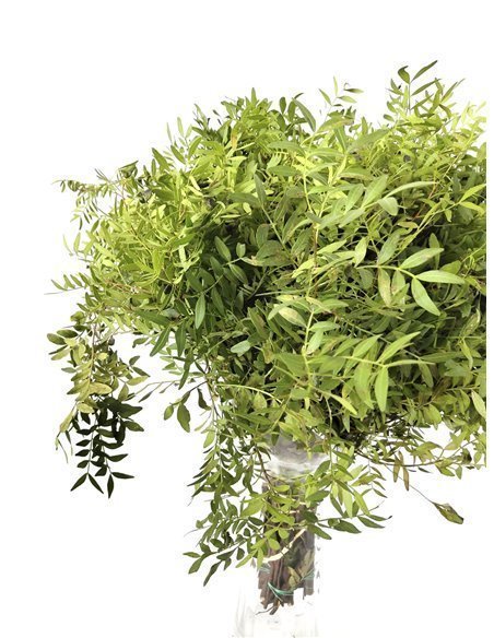 Lentisco | Flor Natural | Ramo de 50 tallos | Verde | 60cm de alto Lentisco | Flor Natural | Ramo de 50 tallos | Verde | 60cm de alto