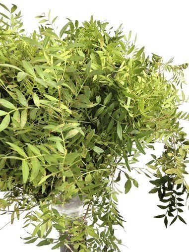 Lentisco | Flor Natural | Ramo de 50 tallos |...