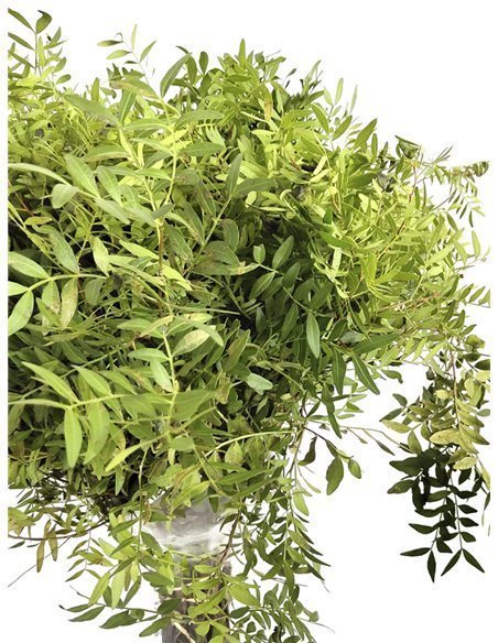Lentisco | Flor Natural | Ramo de 50 tallos | Verde | 60cm de alto Lentisco | Flor Natural | Ramo de 50 tallos | Verde | 60cm de alto