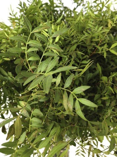 Lentisco | Flor Natural | Ramo de 50 tallos |...