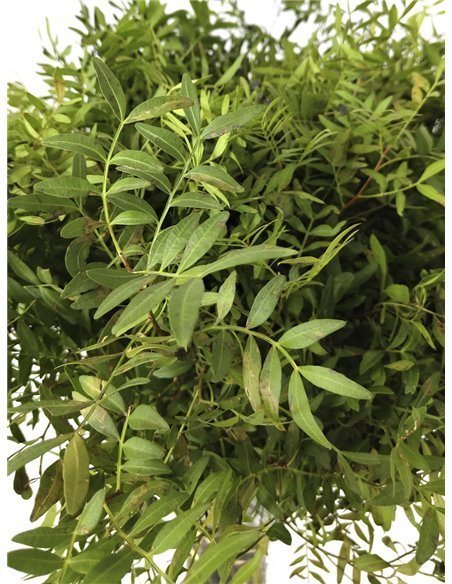 Lentisco | Flor Natural | Ramo de 50 tallos | Verde | 60cm de alto Lentisco | Flor Natural | Ramo de 50 tallos | Verde | 60cm de alto