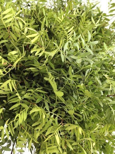Lentisco | Flor Natural | Ramo de 50 tallos |...