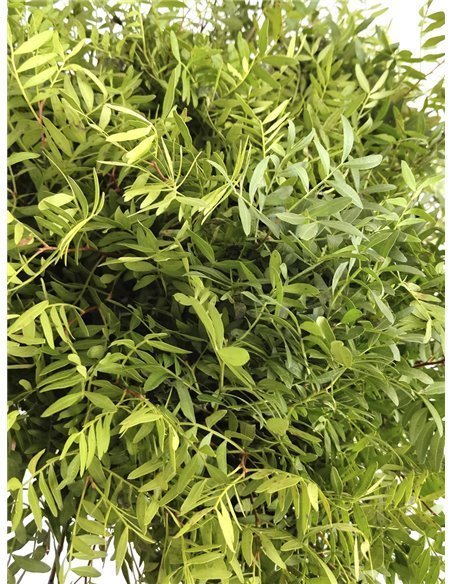 Lentisco | Flor Natural | Ramo de 50 tallos | Verde | 60cm de alto Lentisco | Flor Natural | Ramo de 50 tallos | Verde | 60cm de alto