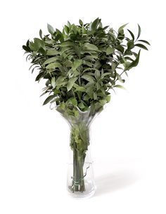 Ruscus | Flor Natural | Ramo de 50 tallos | Verde | 80cm de alto