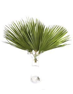 Palmitos | Flor Natural | Ramo de 10 tallos | Verde | 60cm de alto