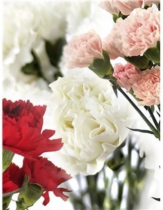 Clavel Colombiano | Flor Natural | Ramo de 20 tallos | 65cm de alto
