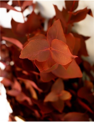 Ramo de Eucalipto Natural Decorativo | 5 Tallos...