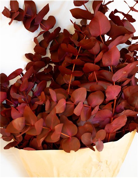 Ramo de Eucalipto Natural Decorativo | 5 Tallos |  Decoración Floral para Hogar y Eventos