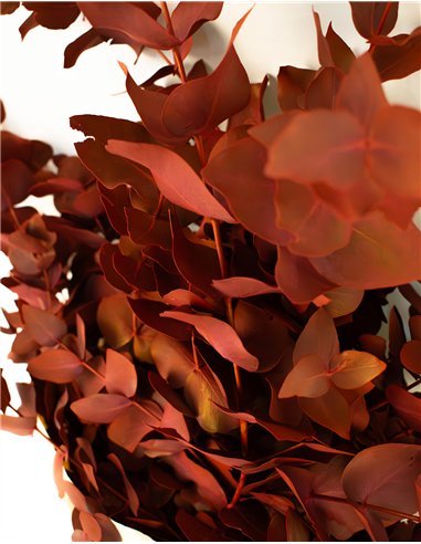 Ramo de Eucalipto Natural Decorativo | 5 Tallos...