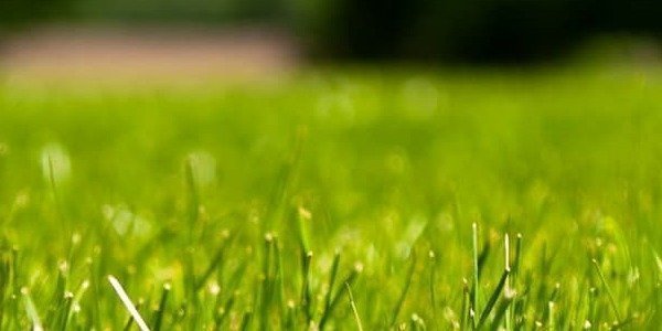 Guía definitiva para elegir el mejor tipo de césped artificial según tu clima y uso