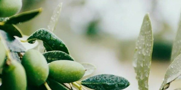 ¿Cuándo empieza la temporada de la aceituna? Guía completa para la recogida