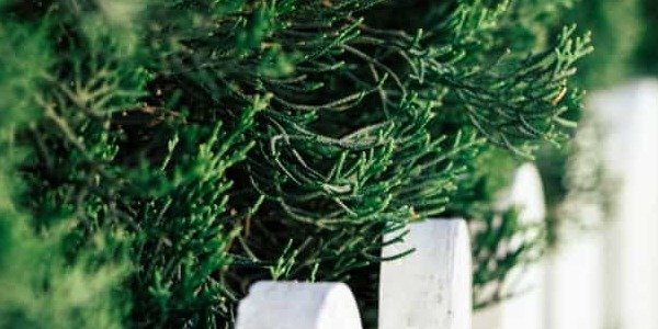 Ideas de ocultación para jardín o terraza