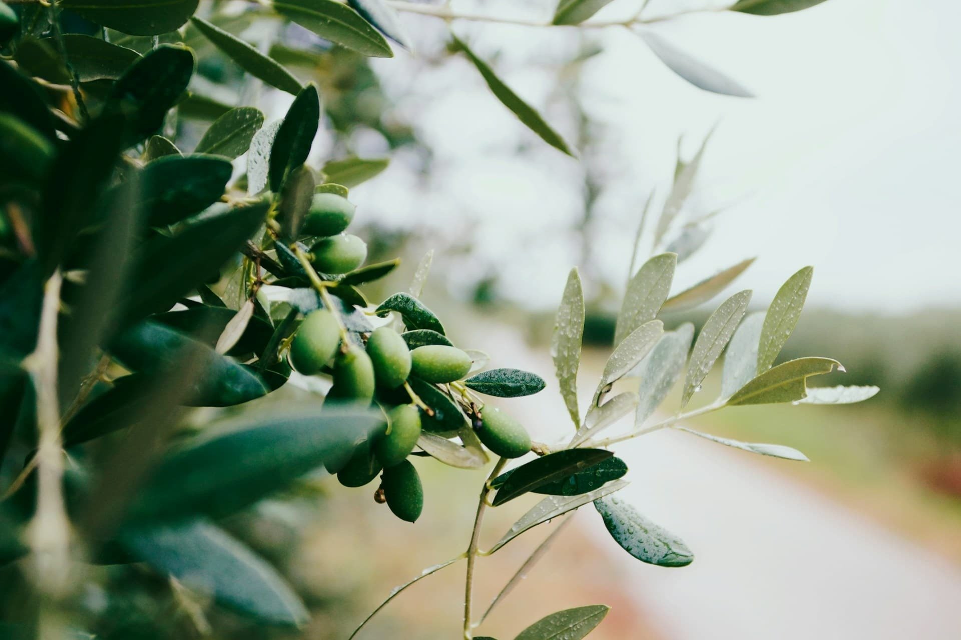 ¿Cuándo empieza la temporada de la aceituna? Guía completa para la recogida